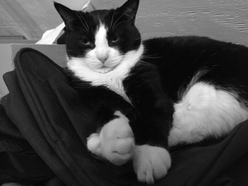 Pard's paws photo by Katie Burkhart